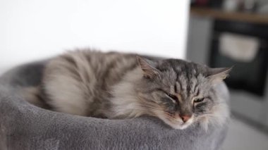 Kedi ağacı yatağında rahat bir sepetin içinde uyuyan tüylü gri kedi. Ailenin evcil hayvanları