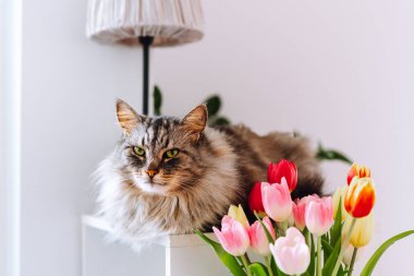 Kabarık tüylü evcil kedi vazonun yanında beyaz mobilyalara oturur.