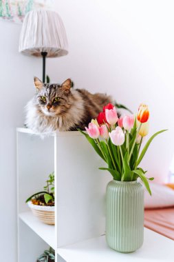 Kabarık tüylü evcil kedi vazonun yanında beyaz mobilyalara oturur.