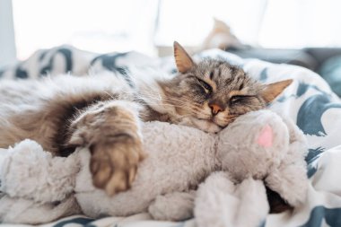 Uyuyan tatlı tatlı gri kedi pelüş oyuncak tavşana sarılıyor, rahat evcil hayvanlar