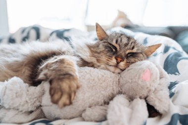 Uyuyan tatlı tatlı gri kedi pelüş oyuncak tavşana sarılıyor, rahat evcil hayvanlar