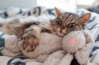 Uyuyan tatlı tatlı gri kedi pelüş oyuncak tavşana sarılıyor, rahat evcil hayvanlar
