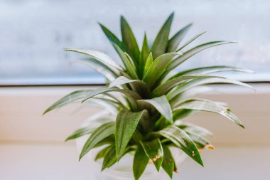 Bir ananas filizi yetiştirmek, suda kök salmak, evde.