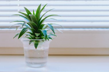 Bir ananas filizi yetiştirmek, suda kök salmak, evde.