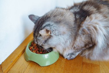 Gri evcil kedi yemek yiyor.