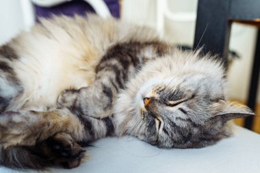 Gri tüylü, uyuyan kedi evcil hayvanına yaklaş.