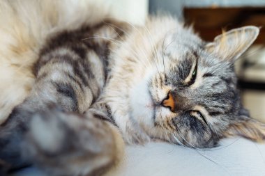 Gri tüylü, uyuyan kedi evcil hayvanına yaklaş.