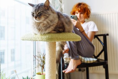 Gri tüylü kedi kedi kedi ağaç yatağında uyuyor, genç kız arka planda oturuyor, akıllı telefon kullanıyor.