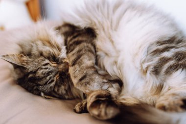 Kıvırcık tüylü gri kedi yumuşak yastıkta uyur.