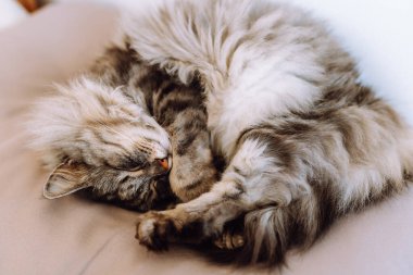 Kıvırcık tüylü gri kedi yumuşak yastıkta uyur.