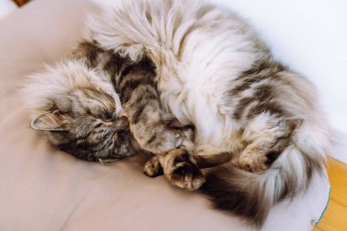 Kıvırcık tüylü gri kedi yumuşak yastıkta uyur.