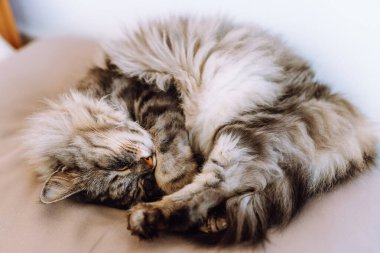 Kıvırcık tüylü gri kedi yumuşak yastıkta uyur.