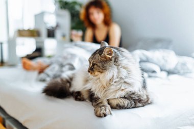 Gri tüylü evcil kedi genç bir kadının yanında yatar.