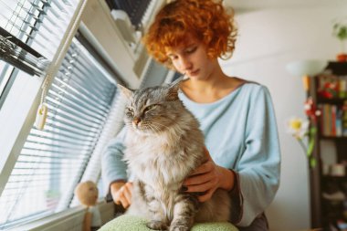 Genç kızıl saçlı kadın tüylü evcil hayvanını fırçalıyor, gri tüylü kedisi oynuyor, sarılıyor, taraklı hayvan saçı tarıyor.