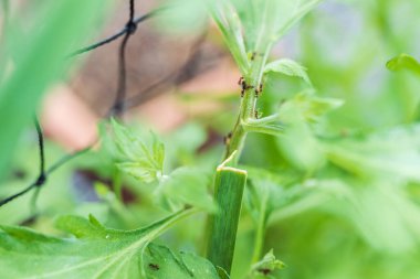 Bagaj bahçesinde yaprak bitleri taşıyan karıncalar. bahçe böceği ilaçlama, böceklere karşı biyolojik hazırlıklar.