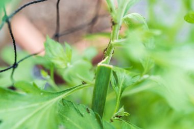 Bagaj bahçesinde yaprak bitleri taşıyan karıncalar. bahçe böceği ilaçlama, böceklere karşı biyolojik hazırlıklar.