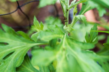 Bagaj bahçesinde yaprak bitleri taşıyan karıncalar. bahçe böceği ilaçlama, böceklere karşı biyolojik hazırlıklar.