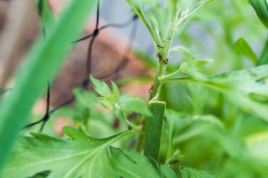 Bagaj bahçesinde yaprak bitleri taşıyan karıncalar. bahçe böceği ilaçlama, böceklere karşı biyolojik hazırlıklar.