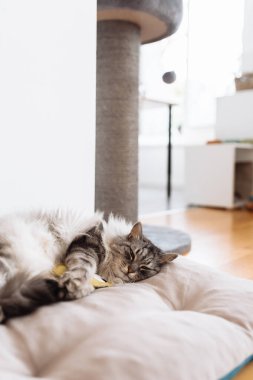 Yumuşak safkan kedi uyuyor, yastığın üzerinde esniyor, yatak örtüsü, yakınlarda en sevdiği oyuncak ev arka planında yatıyor.