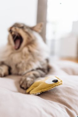 Yumuşak safkan kedi uyuyor, yastığın üzerinde esniyor, yatak örtüsü, yakınlarda en sevdiği oyuncak ev arka planında yatıyor.