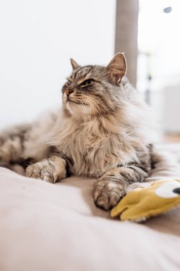 Yumuşak safkan kedi uyuyor, yastığın üzerinde esniyor, yatak örtüsü, yakınlarda en sevdiği oyuncak ev arka planında yatıyor.