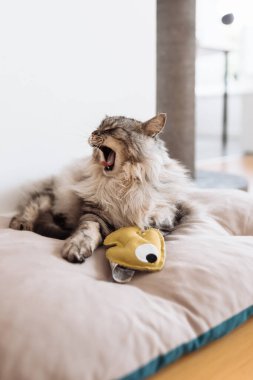 Yumuşak safkan kedi uyuyor, yastığın üzerinde esniyor, yatak örtüsü, yakınlarda en sevdiği oyuncak ev arka planında yatıyor.