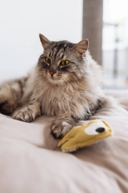 Yumuşak safkan kedi uyuyor, yastığın üzerinde esniyor, yatak örtüsü, yakınlarda en sevdiği oyuncak ev arka planında yatıyor.