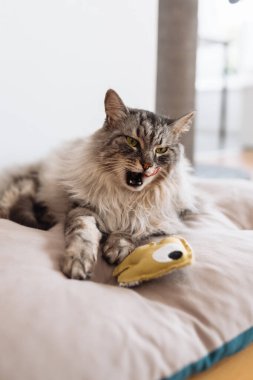 Yumuşak safkan kedi uyuyor, yastığın üzerinde esniyor, yatak örtüsü, yakınlarda en sevdiği oyuncak ev arka planında yatıyor.