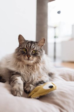 Yumuşak safkan kedi uyuyor, yastığın üzerinde esniyor, yatak örtüsü, yakınlarda en sevdiği oyuncak ev arka planında yatıyor.