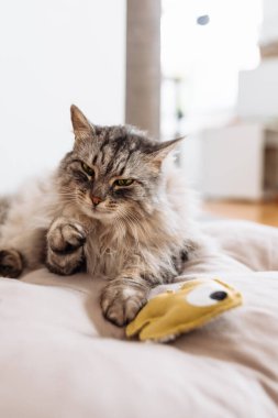 Yumuşak safkan kedi uyuyor, yastığın üzerinde esniyor, yatak örtüsü, yakınlarda en sevdiği oyuncak ev arka planında yatıyor.