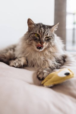 Yumuşak safkan kedi uyuyor, yastığın üzerinde esniyor, yatak örtüsü, yakınlarda en sevdiği oyuncak ev arka planında yatıyor.