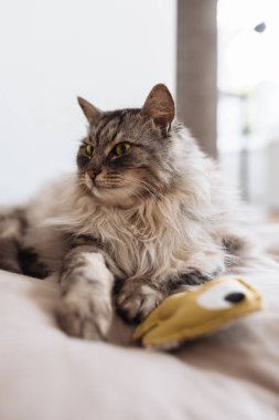 Yumuşak safkan kedi uyuyor, yastığın üzerinde esniyor, yatak örtüsü, yakınlarda en sevdiği oyuncak ev arka planında yatıyor.