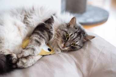 Yumuşak safkan kedi uyuyor, yastığın üzerinde esniyor, yatak örtüsü, yakınlarda en sevdiği oyuncak ev arka planında yatıyor.