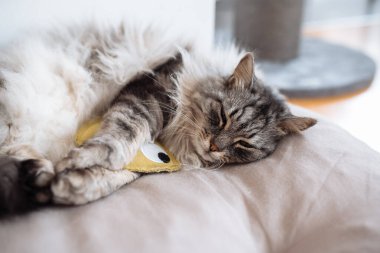 Yumuşak safkan kedi uyuyor, yastığın üzerinde esniyor, yatak örtüsü, yakınlarda en sevdiği oyuncak ev arka planında yatıyor.
