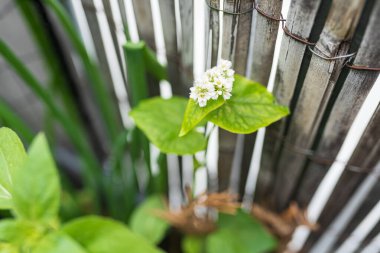 Tahta bir çitin yanında çiçek açan fasulyeler.