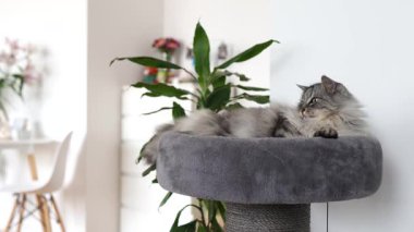 Kabarık tüylü ev kedisi pelüş kedi tırmalayan ağaçta yatıyor, kurdeleyle oynuyor, evin arka planına yaslanıyor.