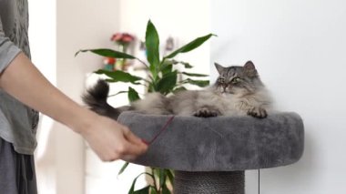 Kabarık tüylü ev kedisi pelüş kedi tırmalayan ağaçta yatıyor, kurdeleyle oynuyor, evin arka planına yaslanıyor.