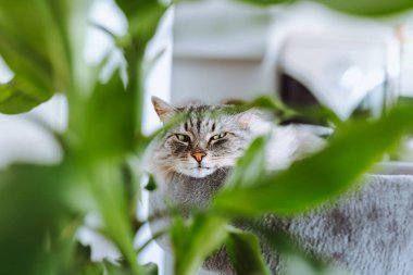 Evcil kedi kedi kedi tırmalama direğinde uyuyor, iç kısımda, bitkilerle birlikte.