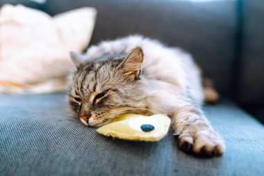 Portre tüylü gri kedi kanepenin üzerinde en sevdiği oyuncak balıkla yatıyor. evcil hayvanlar için rahat bir hayat