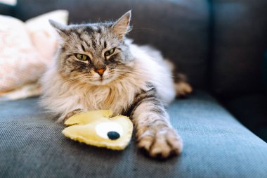 Portre tüylü gri kedi kanepenin üzerinde en sevdiği oyuncak balıkla yatıyor. evcil hayvanlar için rahat bir hayat