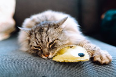 Portre tüylü gri kedi kanepenin üzerinde en sevdiği oyuncak balıkla yatıyor. evcil hayvanlar için rahat bir hayat
