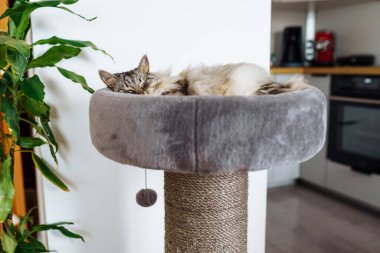 Tüylü gri kedi, kedi ağacı yastığında en sevdiği oyuncakla rahat bir şekilde uyur.