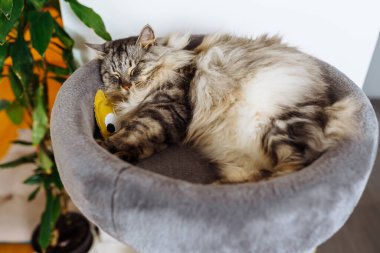 Tüylü gri kedi, kedi ağacı yastığında en sevdiği oyuncakla rahat bir şekilde uyur.