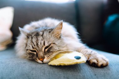 Portre tüylü gri kedi kanepenin üzerinde en sevdiği oyuncak balıkla yatıyor. evcil hayvanlar için rahat bir hayat