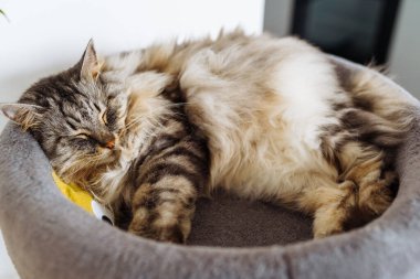 Tüylü gri kedi, kedi ağacı yastığında en sevdiği oyuncakla rahat bir şekilde uyur.