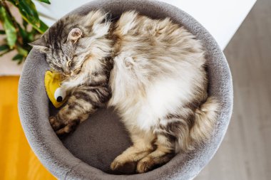 Tüylü gri kedi, kedi ağacı yastığında en sevdiği oyuncakla rahat bir şekilde uyur.