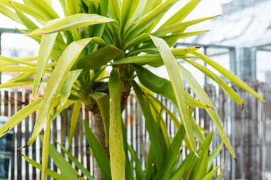 Yukka bitkisi yetiştirmek, kök salmak.