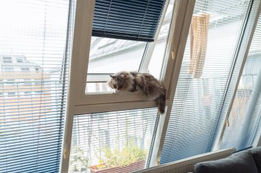 Gri tüylü kedi pencereye oturur, kuyruğunu kıstırır. Sıcak havalarda temiz havanın tadını çıkarır.