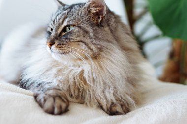 Kıvırcık tüylü gri kedi yumuşak yastıkta uyur.