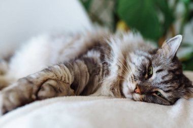 Kıvırcık tüylü gri kedi yumuşak yastıkta uyur.